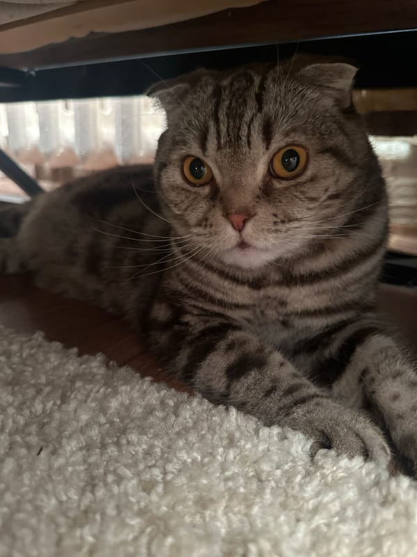 Scottish Fold cat observed lounging indoors over three-hour period