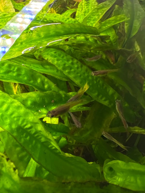 Fish and purple blooms in a lush aquatic plant setting