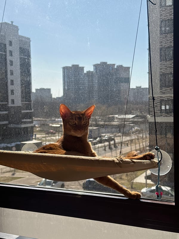 Spring morning moments captured in Kazan: cat, blooming branches