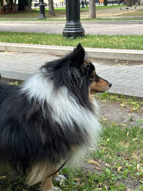 Shelties and Collies taking over a Moscow park on a summer morning.