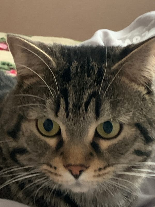 Tabby cat photographed at home in Stavropol, Russia