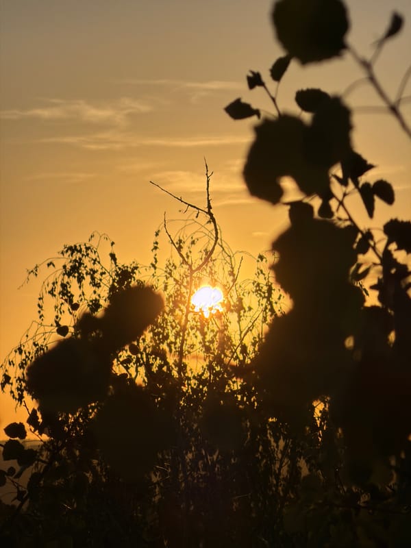 Golden hour through oak silhouettes, Esch-sur-Alzette