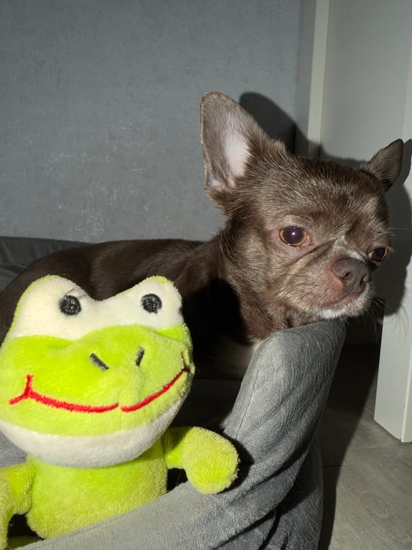 Woman documents pet Chihuahua's playtime with toy frog