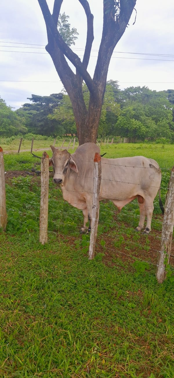 Dusk on a rural Venezuelan road, cattle grazing nearby