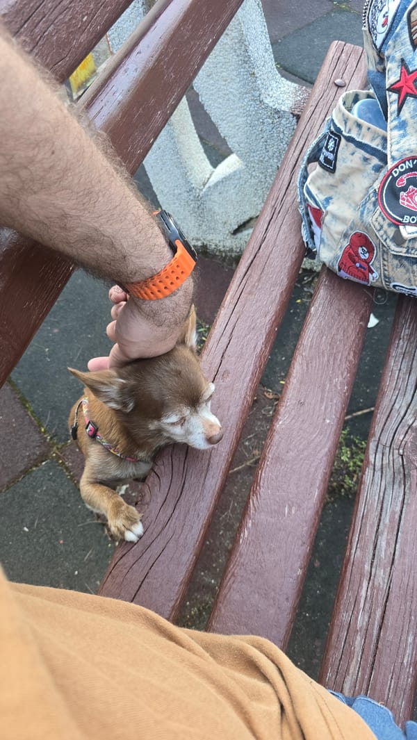 Chihuahua climbs park bench while person sits nearby in Sofia