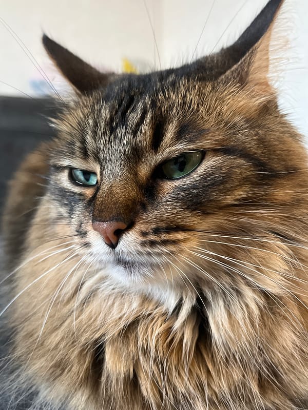 A fluffy tabby cat photographed from every angle.