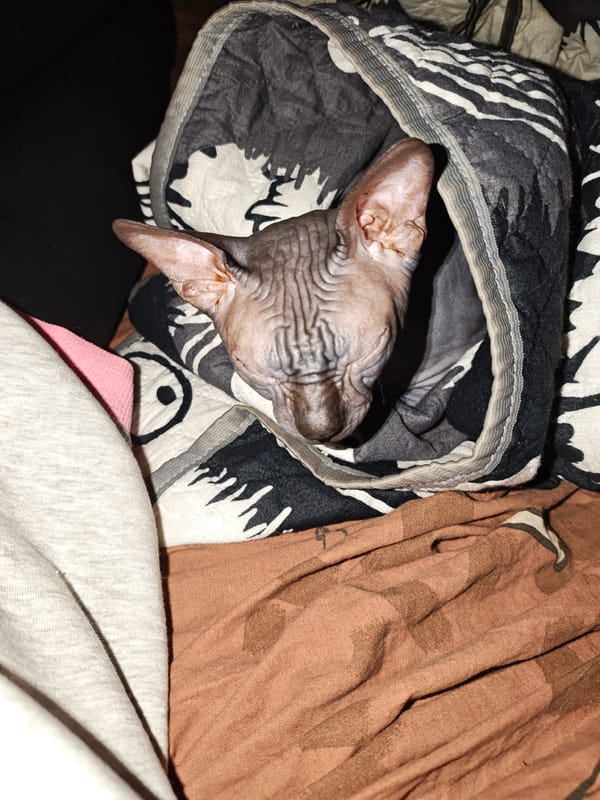 Chill night in: hairless cat, phone, and video games