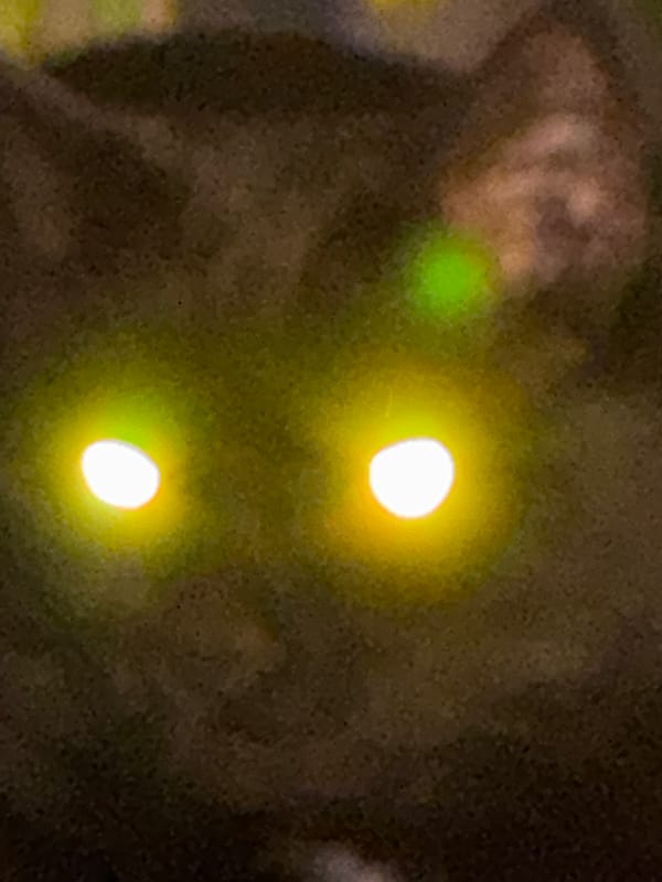 Moscow resident documents evening indoor scenes with cat, artwork