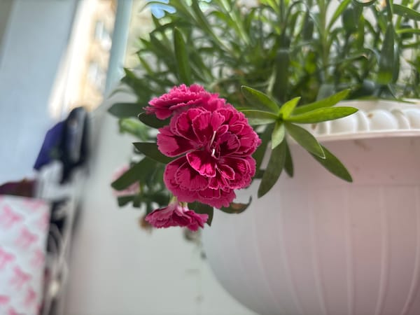 Pink carnations in a white planter, Pleven
