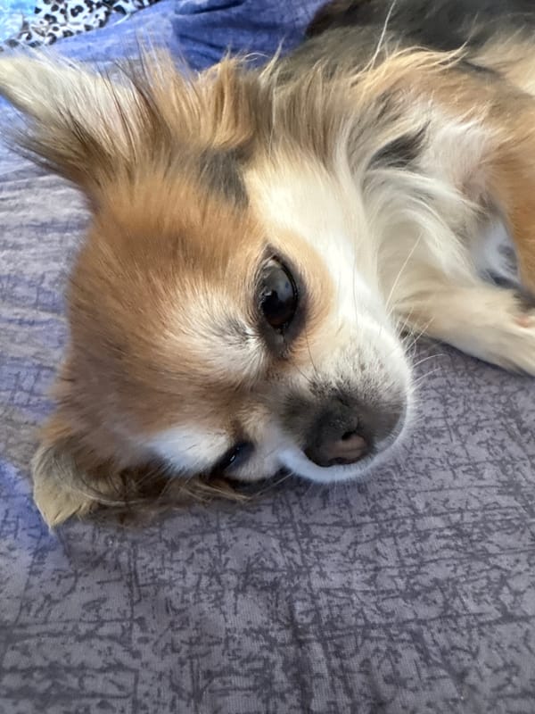 Chihuahua plays with toy in Saint Petersburg apartment