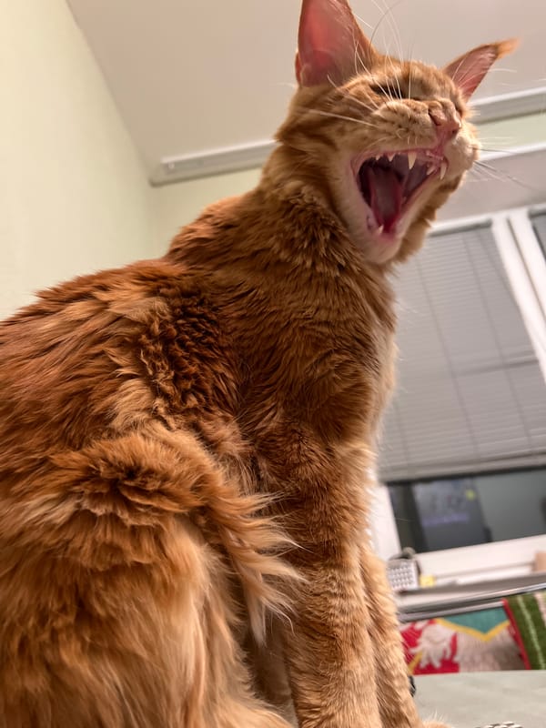 Casual indoor moments: yawning cat and shopping trip in Petersburg