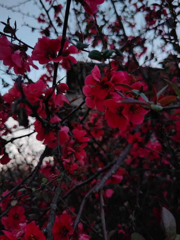 Spring blooms and village infrastructure observed in Rozino, Bulgaria