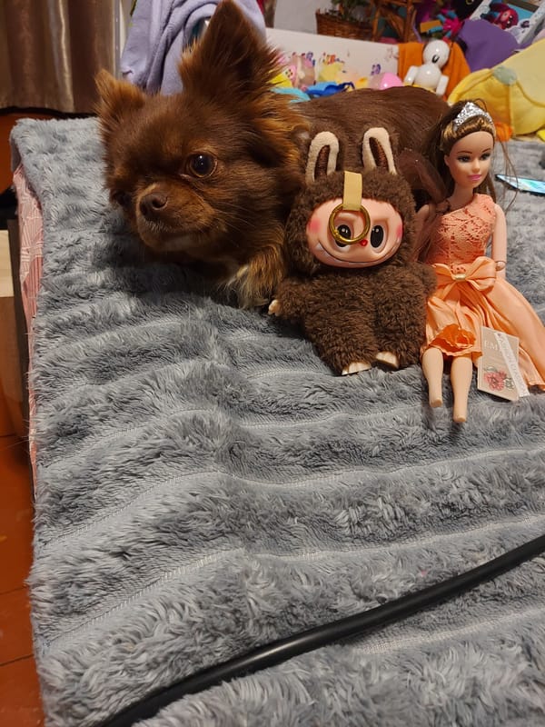 Woman, marmoset monkey, and Chihuahua documented in indoor setting