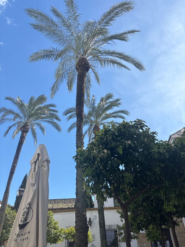 Palm trees photographed against blue sky in Córdoba