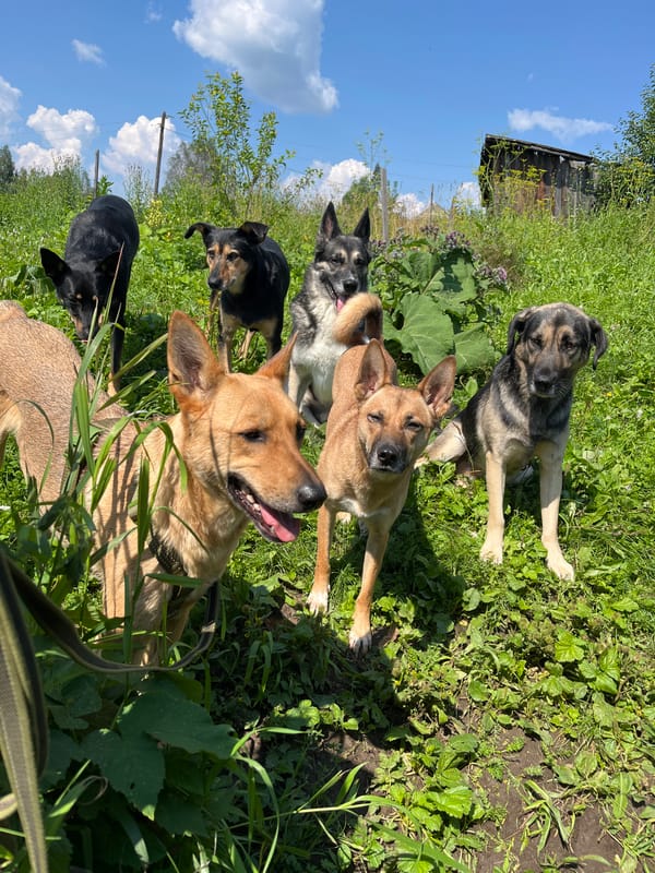 Pack of dogs roaming fields and pine forest in Nizhny Tagil