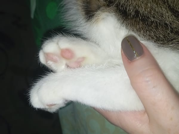 Cat's paw held gently by human in Yurgamysh, Russia