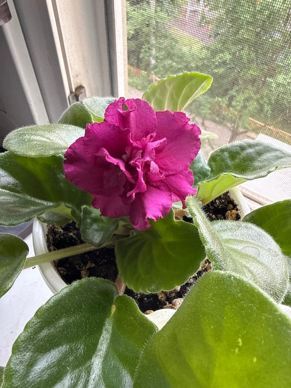 African violets, crocheted toys, and apartment life at home