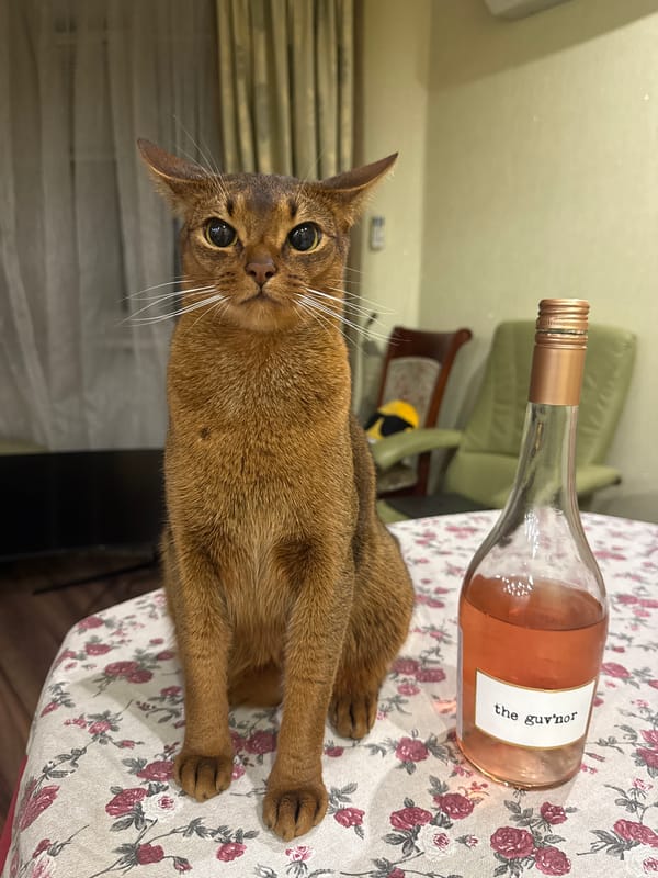 Abyssinian cat on floral table beside a bottle of rosé