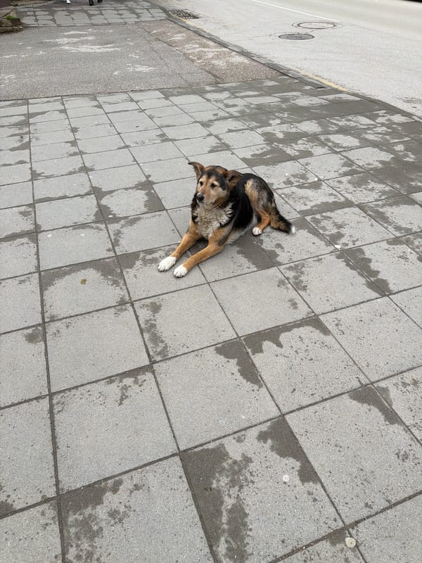 Daily life moments documented across Pleven, Bulgaria Friday morning