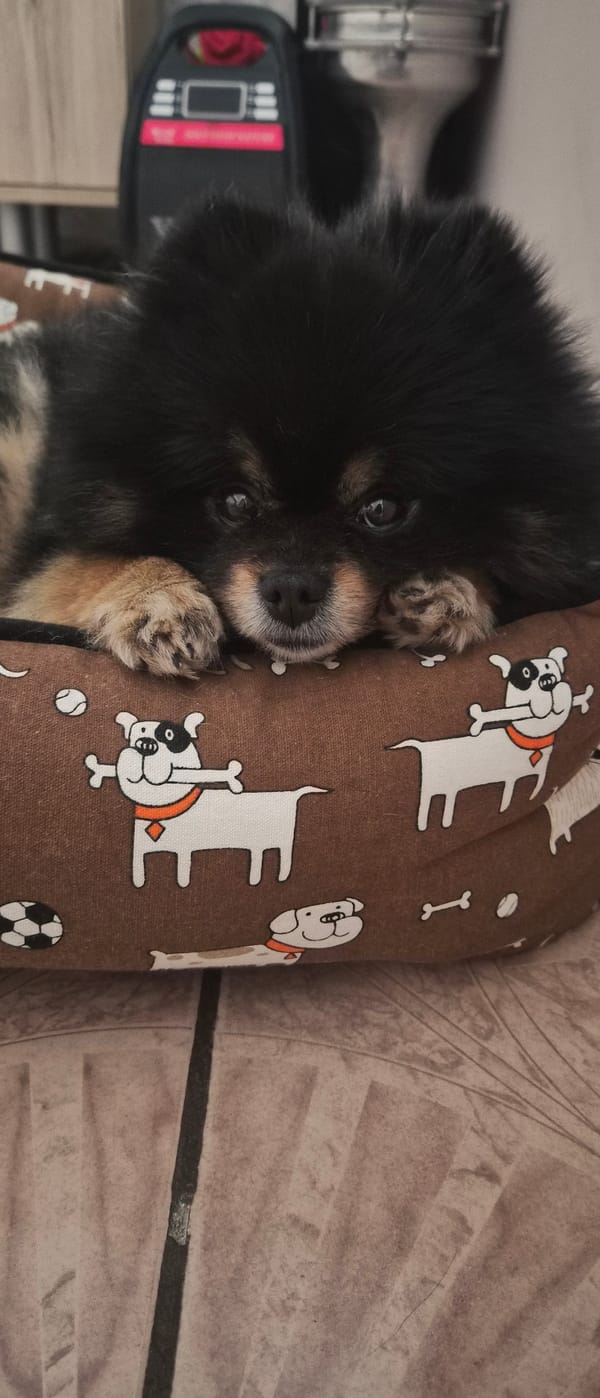 Pomeranian rests in patterned dog bed in Plovdiv home