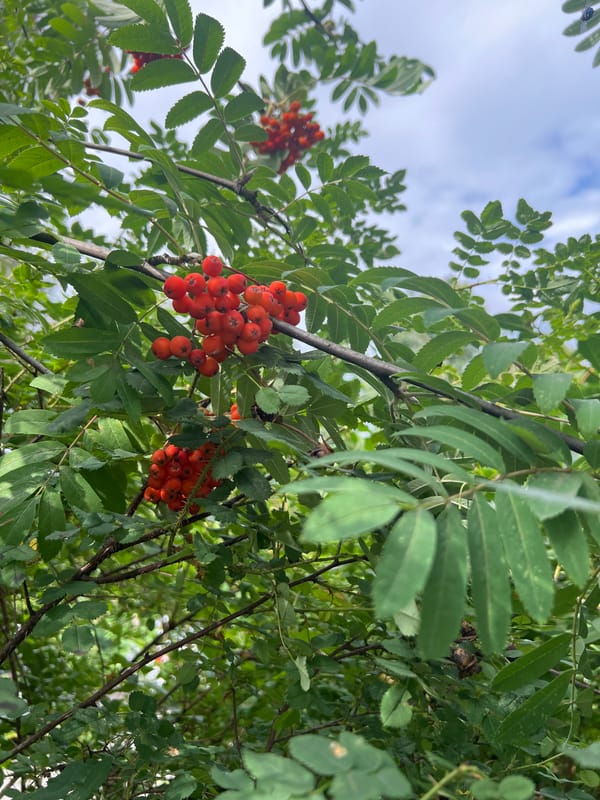 Rowan berries and hydrangeas in close-up bloom