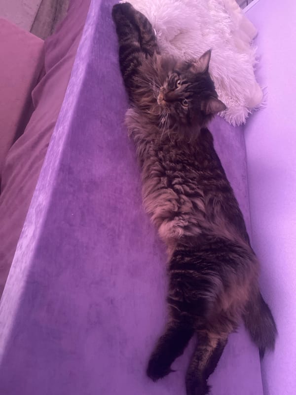 Long-haired tabby cat rests on purple furniture in Artyom