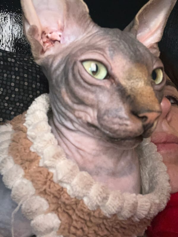 Sphynx cat in crocheted collar cuddles with owner