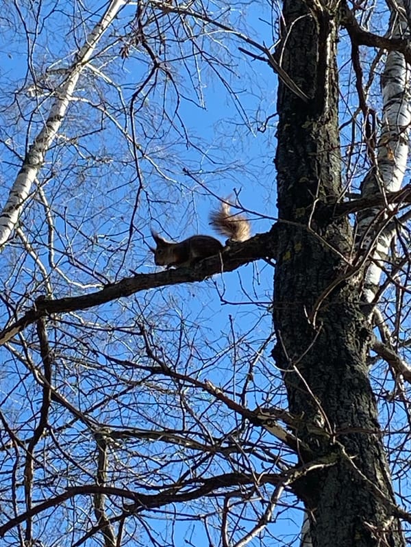 Moscow morning walk captures parks, wildlife, selfies across city