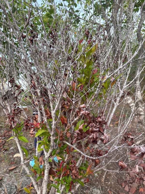 Person climbs tree in Lhokseumawe, Indonesia