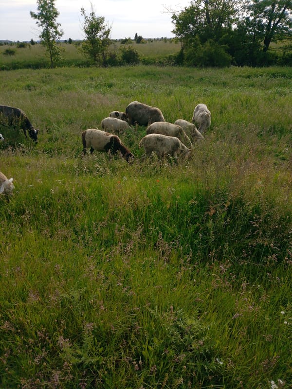 Sheep flocks graze peacefully in green pastures during morning hours