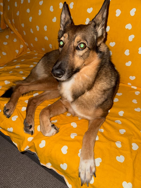 Dog and cat at home, relaxing on a yellow blanket