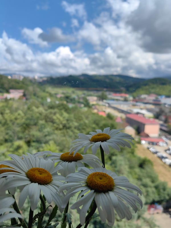 Early morning Sochi: hillside city views and greenery