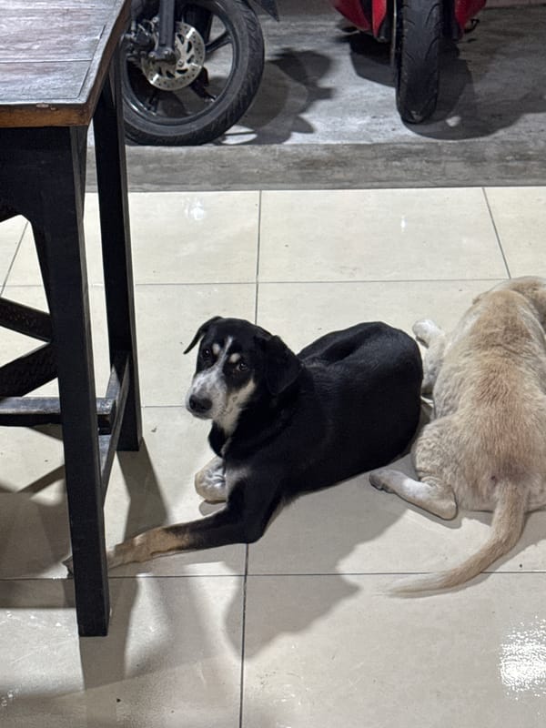 Street dogs lounging at an outdoor spot in Kuta