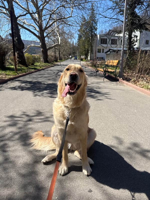 Dog enjoys spring morning walk in Pernik, Bulgaria