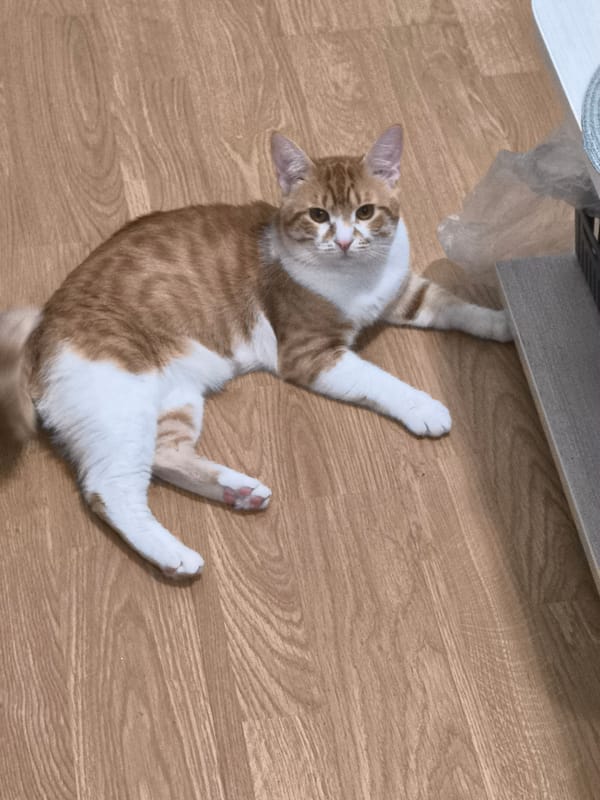 Cat plays, rests while bread bakes in Varna home