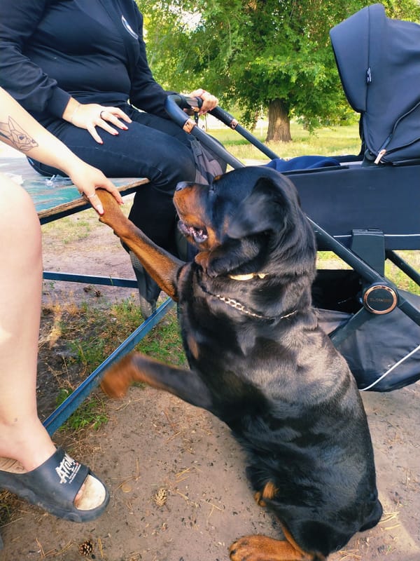 Quiet afternoon with a Rottweiler, pigeons, and a cat in Horishni Plavni