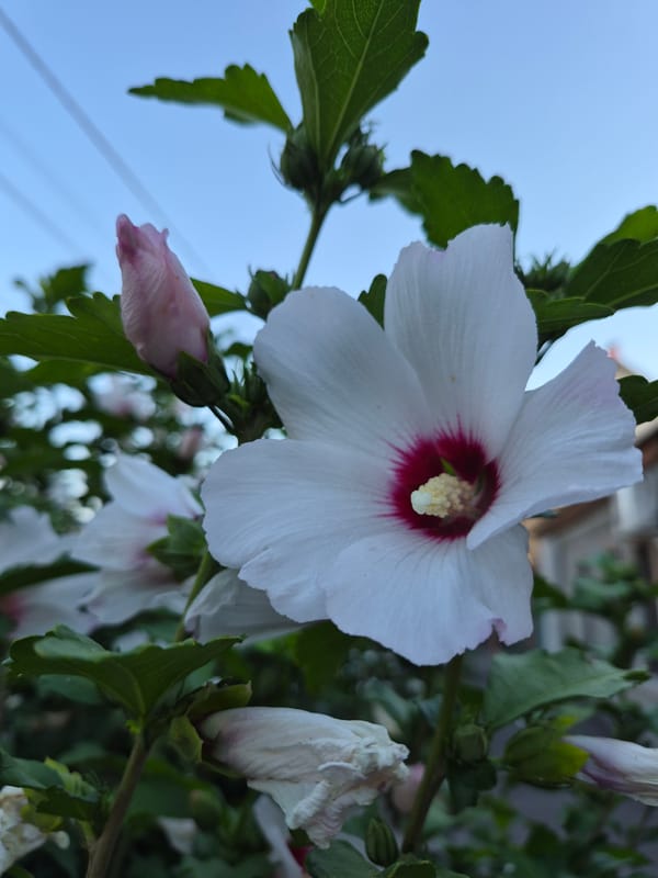 Flowers, a snail, and a cat: a garden in close-up