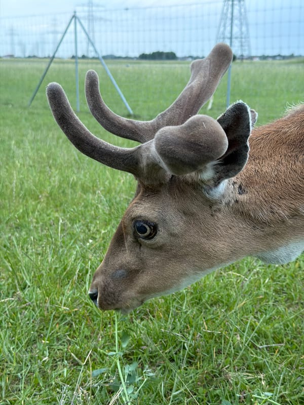 Fallow deer grazing in a fenced field near Pliening