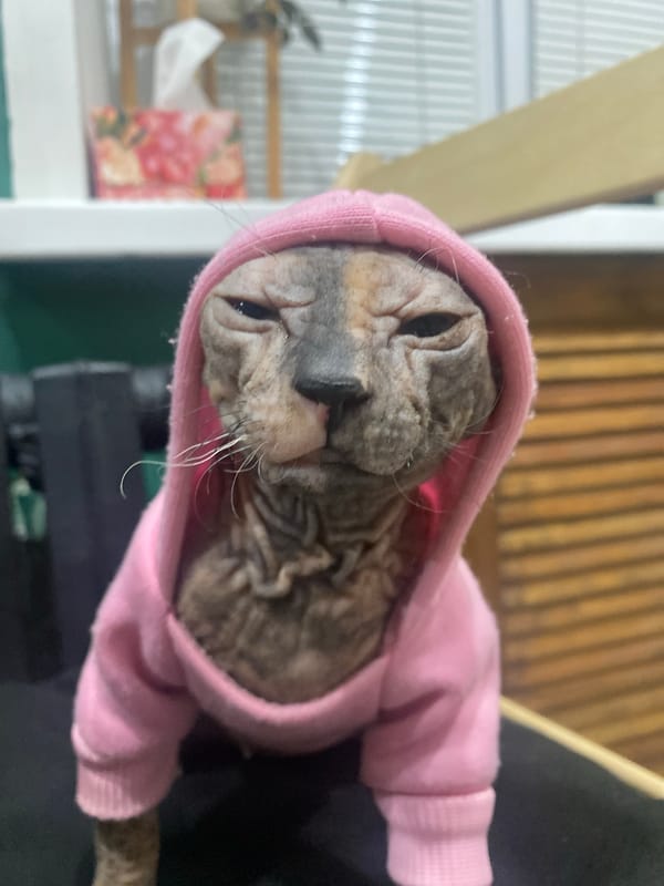 Hairless cat in pink hoodie photographed in Kazan