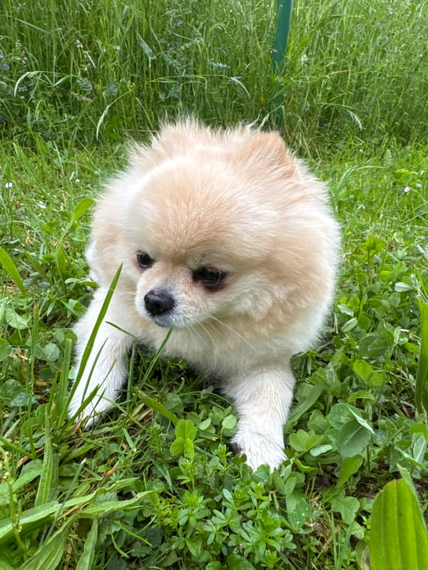 Pomeranian dog enjoys grassy rest in Bietigheim-Bissingen park