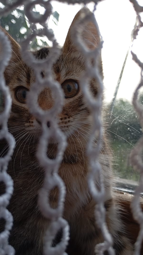 Two kittens, two close-ups, one cozy Russian interior
