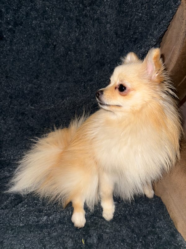 Small tan dog rests on gray carpet