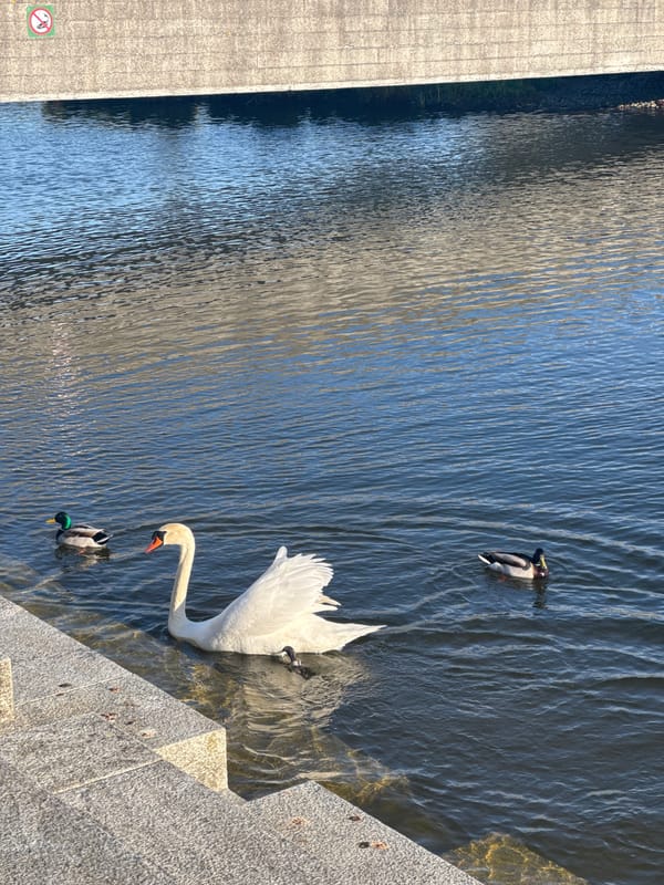 Swan spotted in Copenhagen waterway on sunny afternoon
