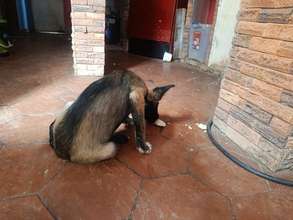 Dogs and rabbit observed in Juan Griego home setting