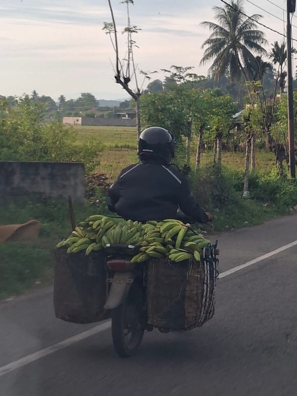 Green banana haul by motorcycle in rural Indonesia