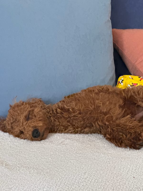Curly-haired dog photographed resting indoors in Sutomore, Montenegro