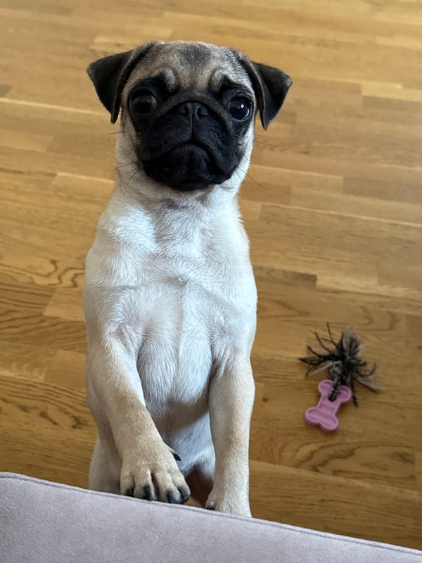 Pugs on a sofa, standing, lounging, and peeking around.