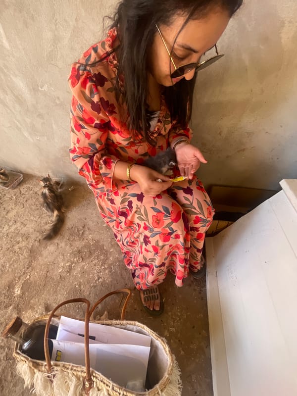 Woman tends to kittens in Marrakesh care session