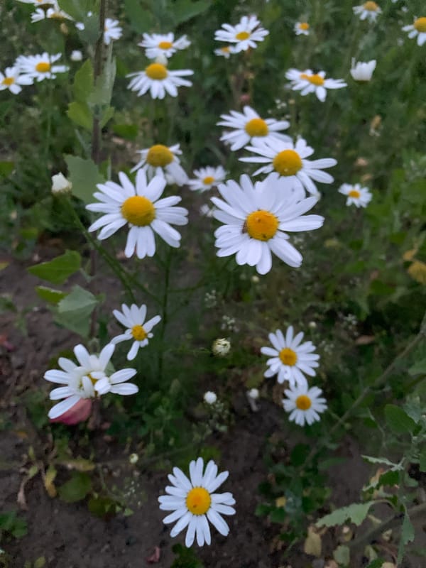 Wildflowers, a soda can, and a construction site in Noginsk