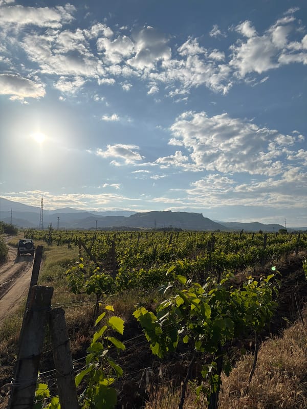 Vineyard landscape documented by witnesses over three minutes